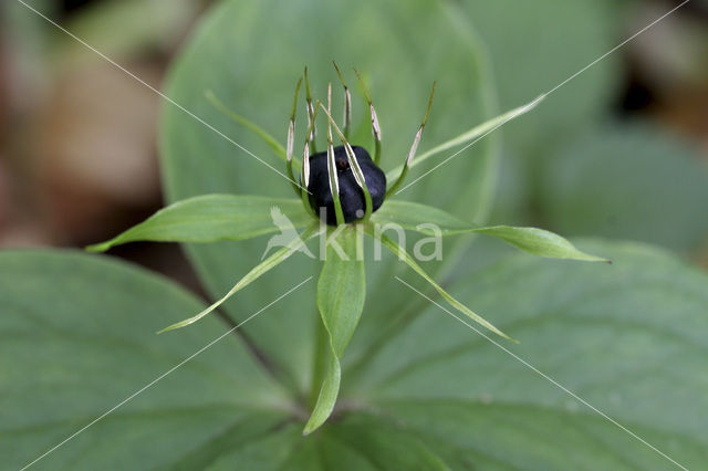 Eenbes (Paris quadrifolia)