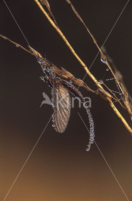 Green Drake (Ephemera danica)