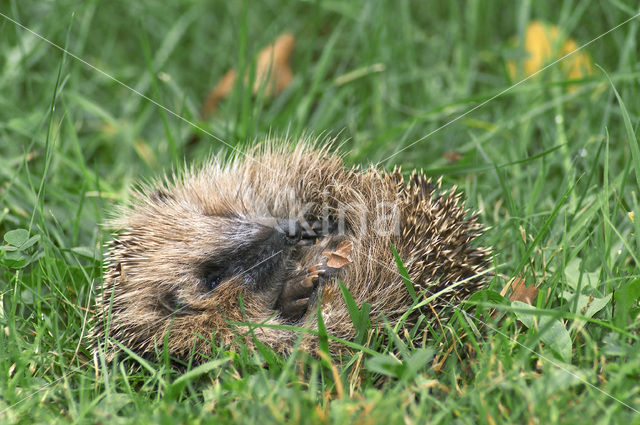 Hedgehog (Erinaceus europaeus)