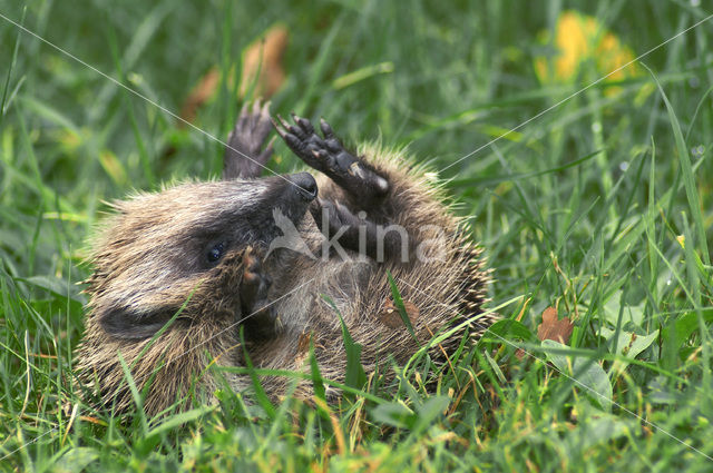 Hedgehog (Erinaceus europaeus)