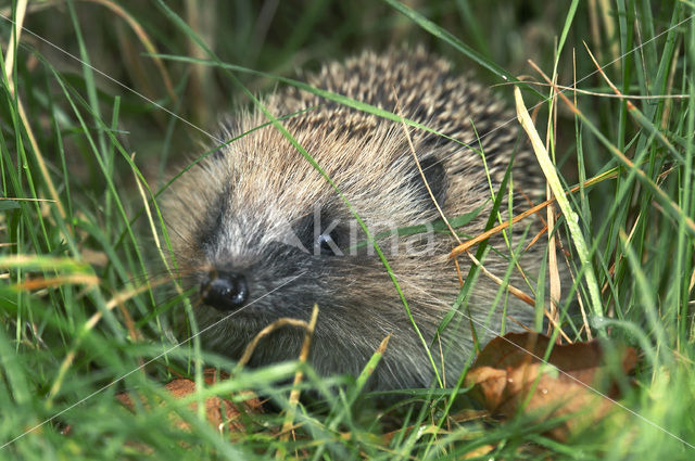 Hedgehog (Erinaceus europaeus)