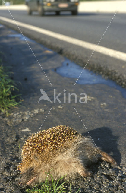 Egel (Erinaceus europaeus)