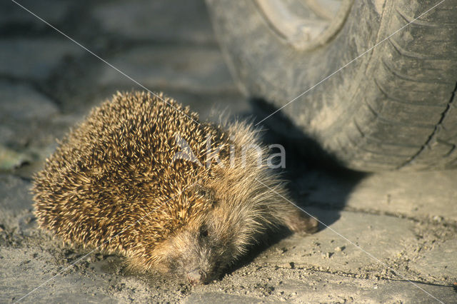 Egel (Erinaceus europaeus)