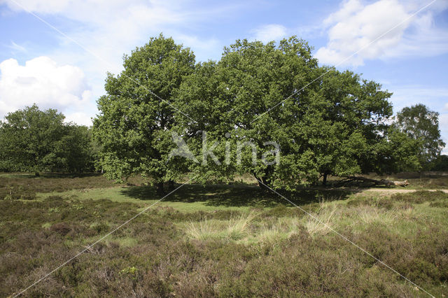 Eik (Quercus)