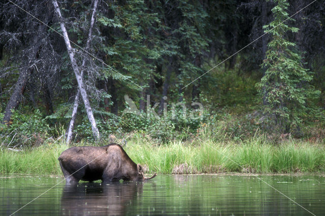 Elk (Alces alces)