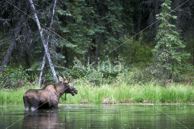 Eland (Alces alces)