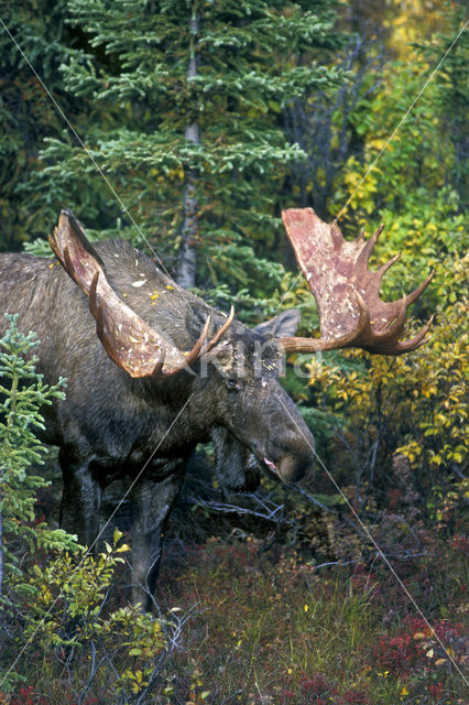 Eland (Alces alces)