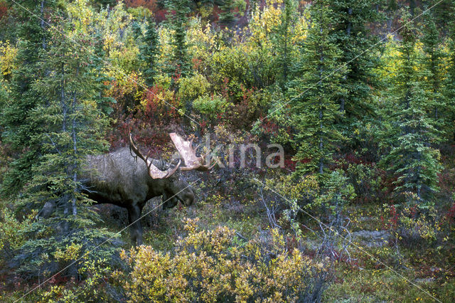 Eland (Alces alces)