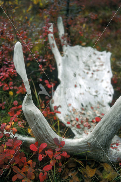 Elk (Alces alces)
