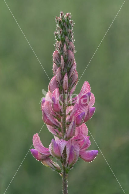 Common Sainfoin (Onobrychis viciifolia)