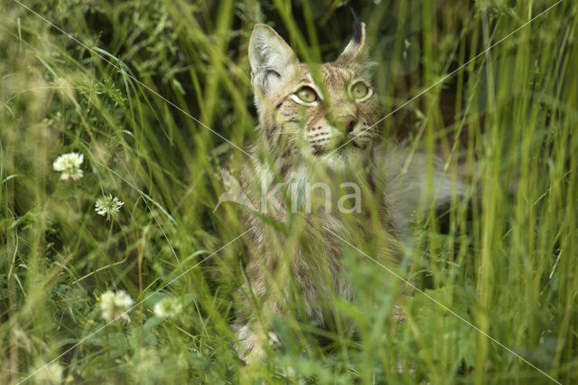 Eurasian Lynx (Lynx lynx)