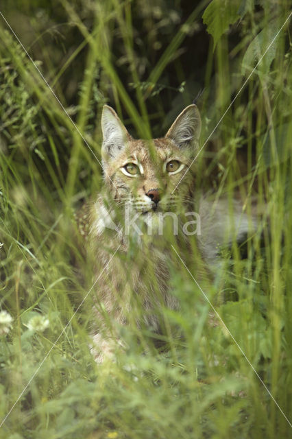 Euraziatische lynx (Lynx lynx)