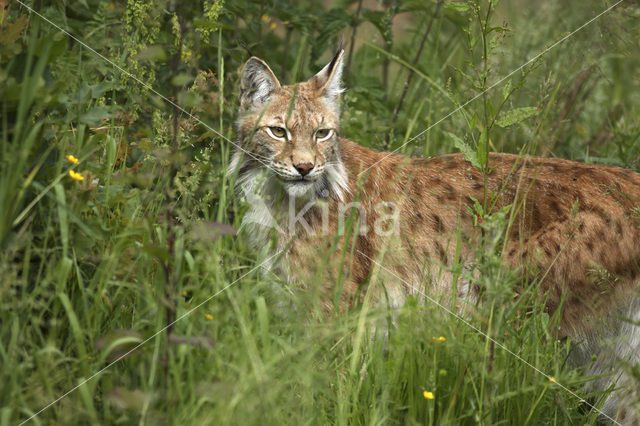 Euraziatische lynx (Lynx lynx)