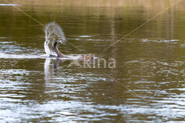 Europese bever (Castor fiber)