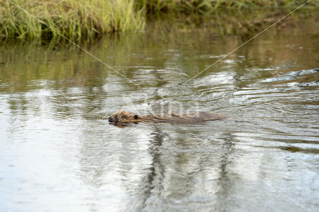 Europese bever (Castor fiber)