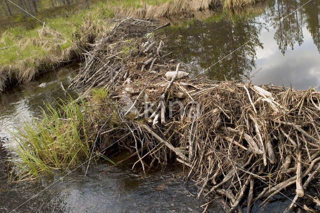 Eurasian beaver (Castor fiber)