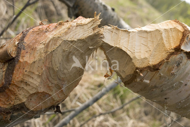 Eurasian beaver (Castor fiber)