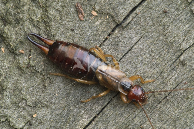 European earwig (Forficula auricularia)