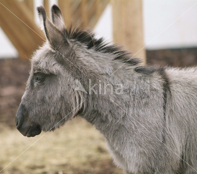 Ezel (Equus asinus)