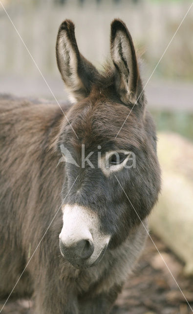 Donkey (Equus asinus)