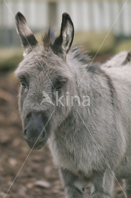 Ezel (Equus asinus)