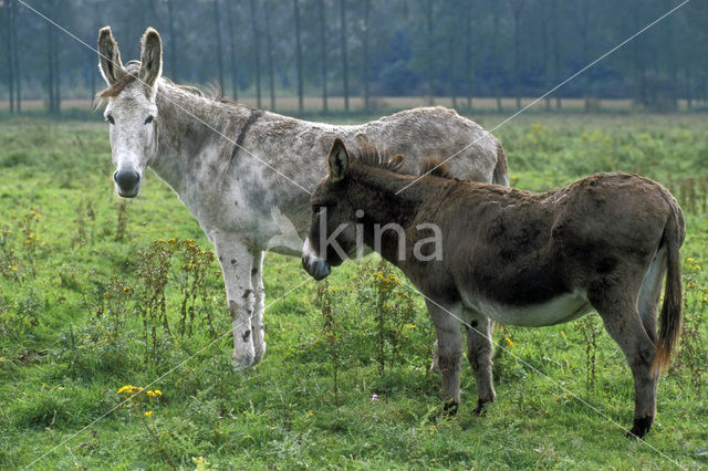 Ezel (Equus asinus)