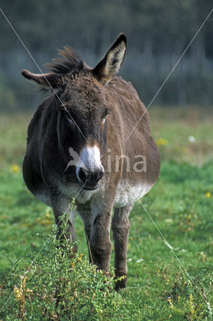 Ezel (Equus asinus)