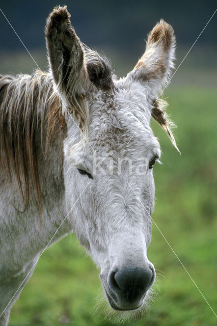 Donkey (Equus asinus)