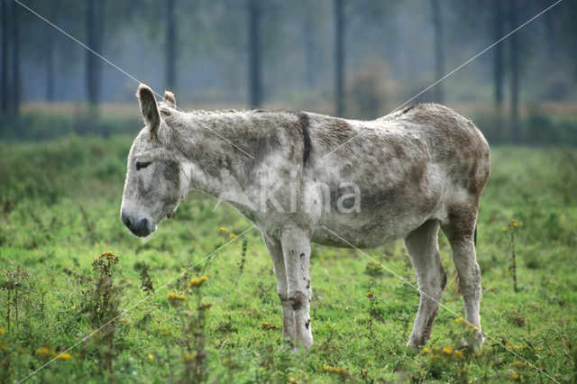 Donkey (Equus asinus)