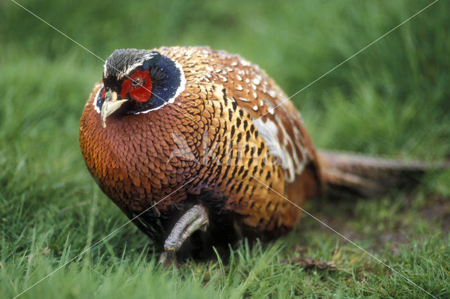 Ring-necked Pheasant (Phasianus colchicus)