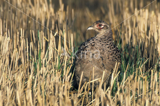 Ring-necked Pheasant (Phasianus colchicus)