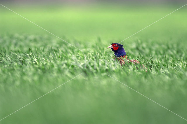 Ring-necked Pheasant (Phasianus colchicus)