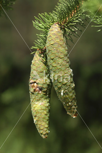 Norway Spruce (Picea abies)