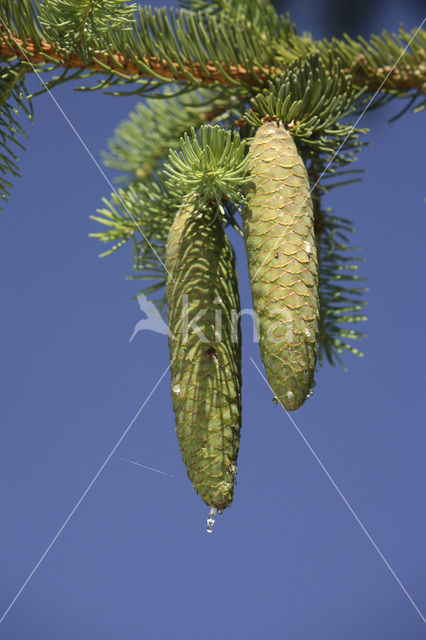 Norway Spruce (Picea abies)