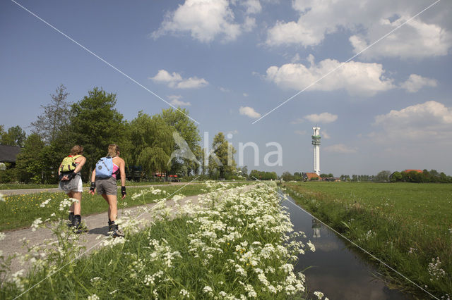 Cow Parsley (Anthriscus sylvestris)