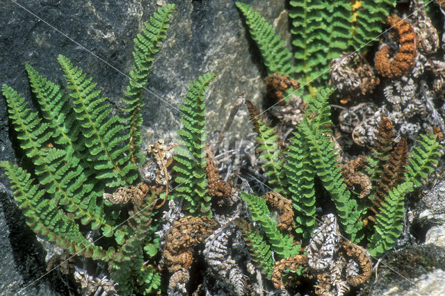 fragrant woodfern (Dryopteris fragrans)