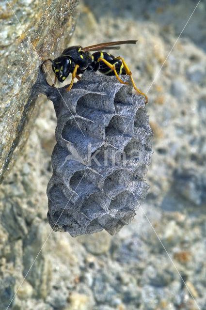 Paper wasp (Polistes dominulus)