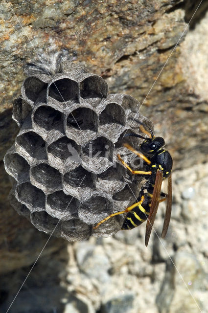 Franse Veldwesp (Polistes dominulus)