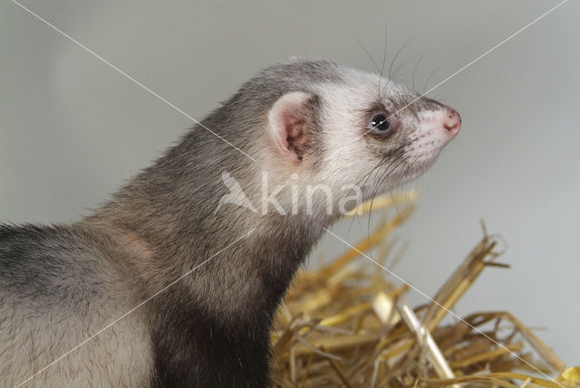 Fret (Mustela putorius furo)