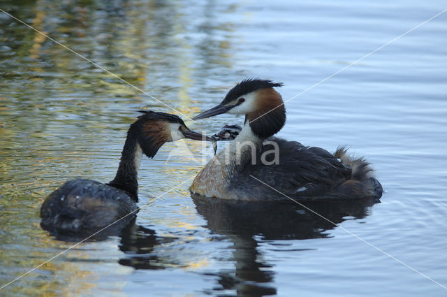 Great Crested Grebe (Podiceps cristatus)