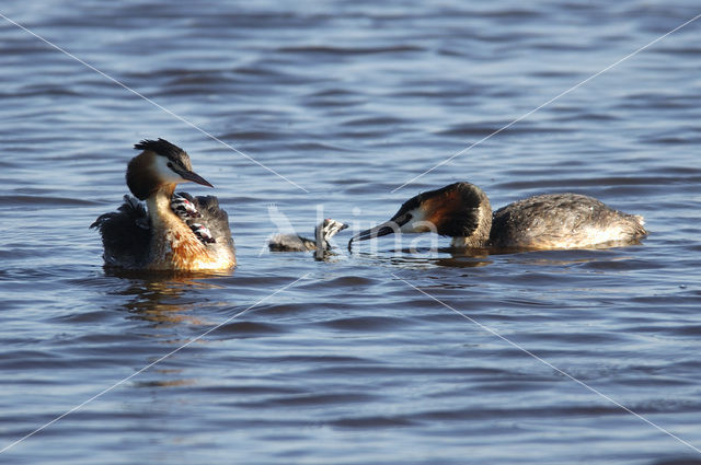 Great Crested Grebe (Podiceps cristatus)