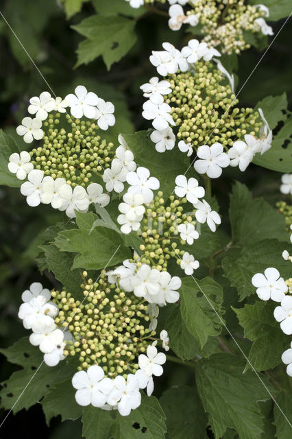 Gelderse roos (Viburnum opulus)
