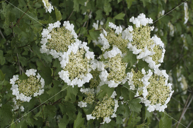 Guelder Rose