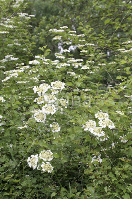 Gelderse roos (Viburnum opulus)