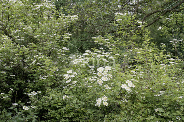 Guelder Rose