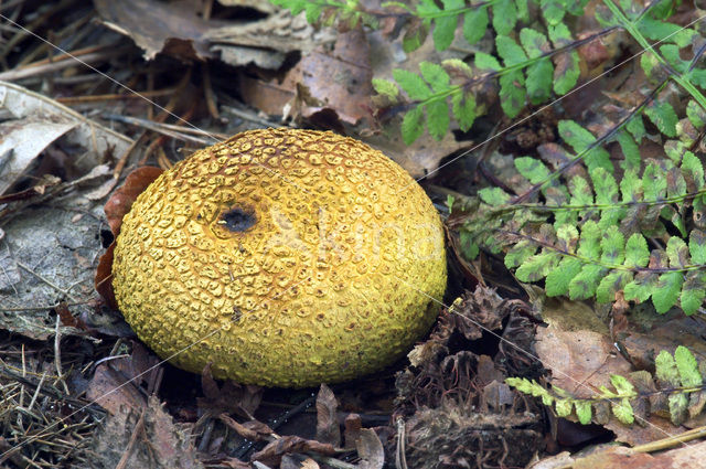 Gele aardappelbovist (Scleroderma citrinum)