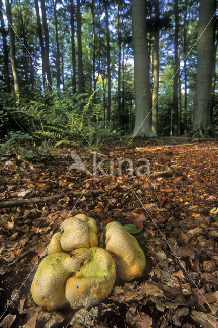 Common Earthball (Scleroderma citrinum)