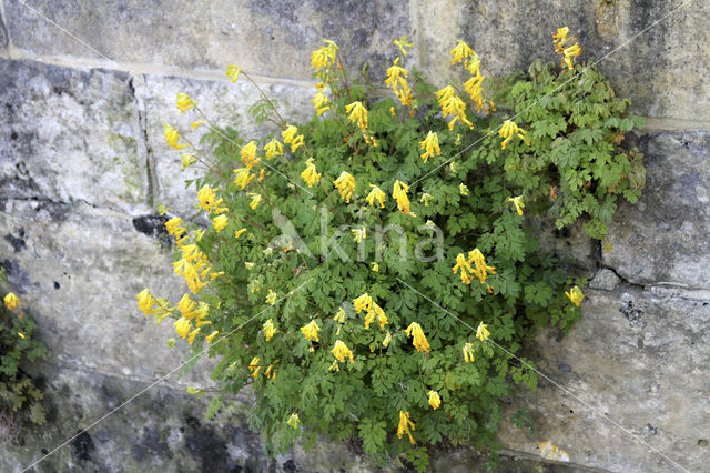 Gele helmbloem (Pseudofumaria lutea)