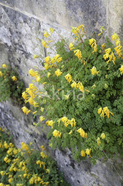Yellow Corydalis (Pseudofumaria lutea)
