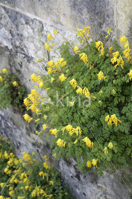 Gele helmbloem (Pseudofumaria lutea)